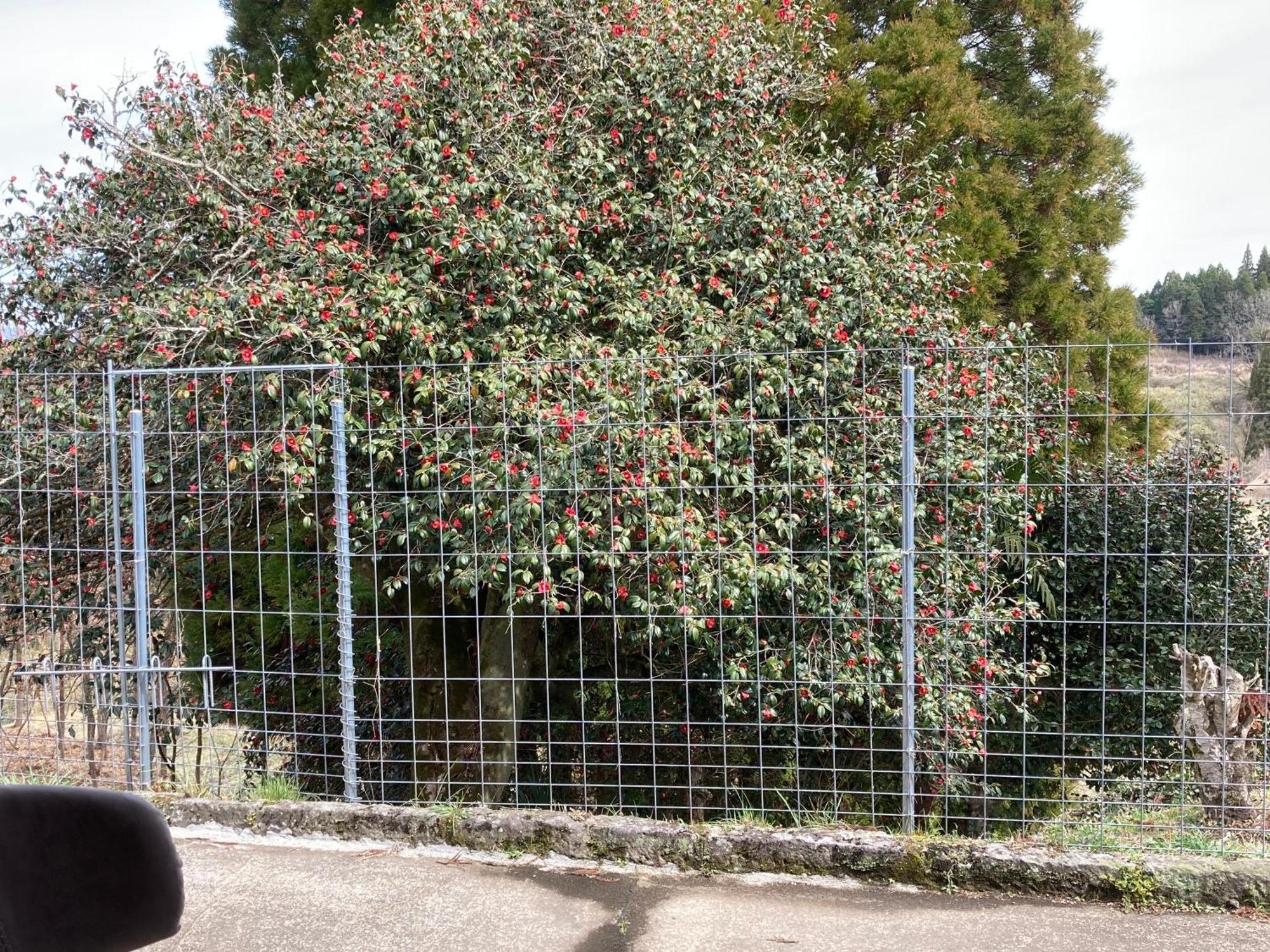 体験型農家民泊「お陽さまと風」 Apartment Bungoono Exterior foto